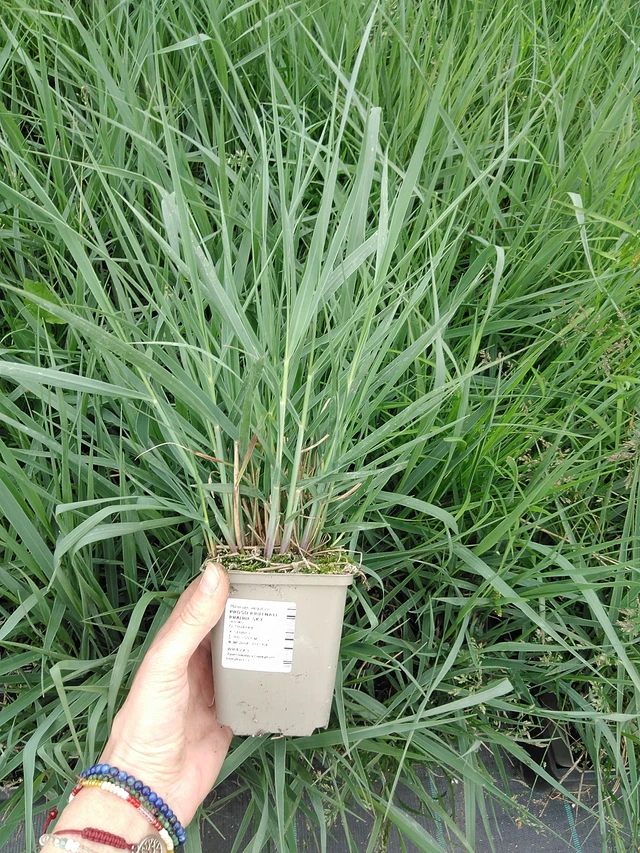 Virginianhirssi Prairie Sky - 9. 6. 2025