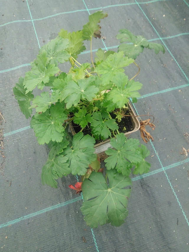 Peittokurjenpolvi Biokovo - 10. 9. 2025