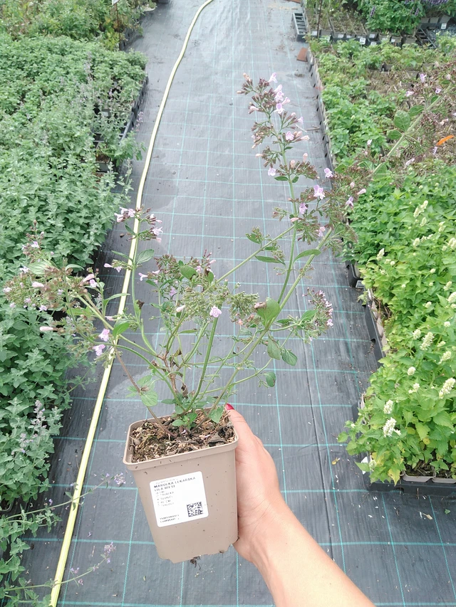 Käenminttu Lila Riese - 10. 9. 2025