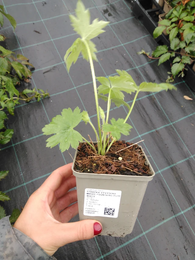 Jaloritarinkannus Magic Fountains Pure White - 10. 9. 2025