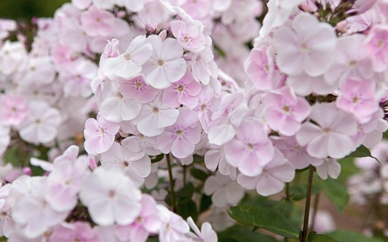 Leimu Utopia, Loukykvět