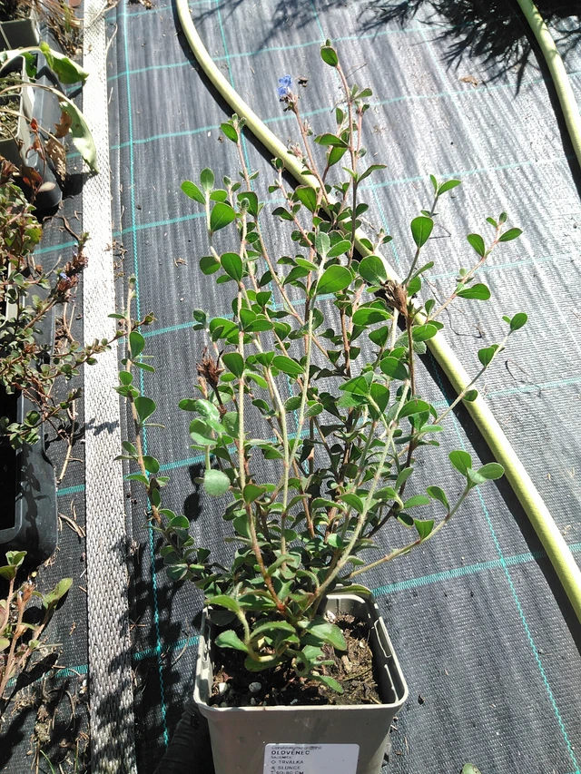 Lyijykukka - 19. 8. 2025