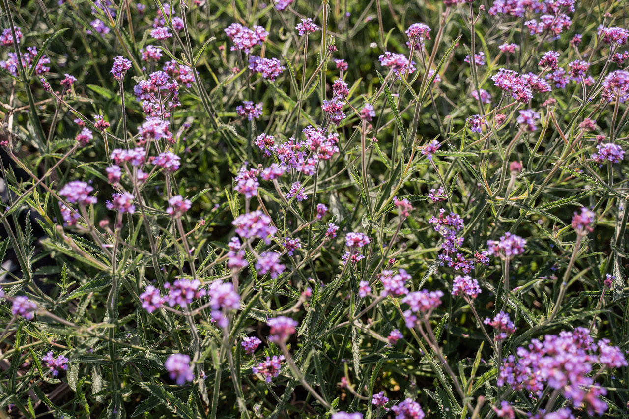 Verbena Lollipop, Loukykvět