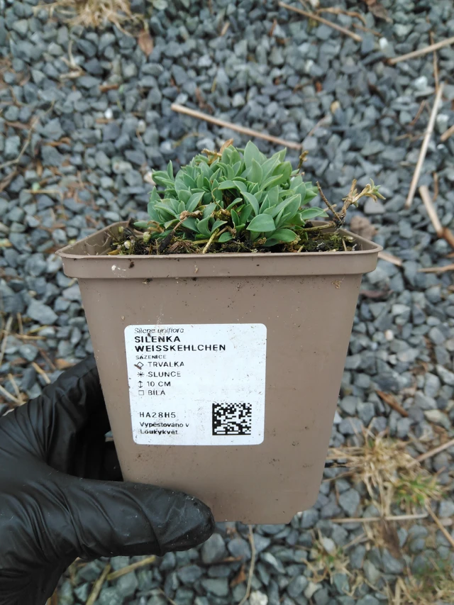 Kohokki Weißkehlchen - 1. 4. 2026