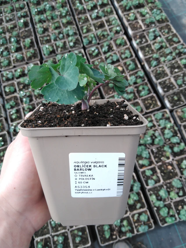 Lehtoakileija Black Barlow - 2024