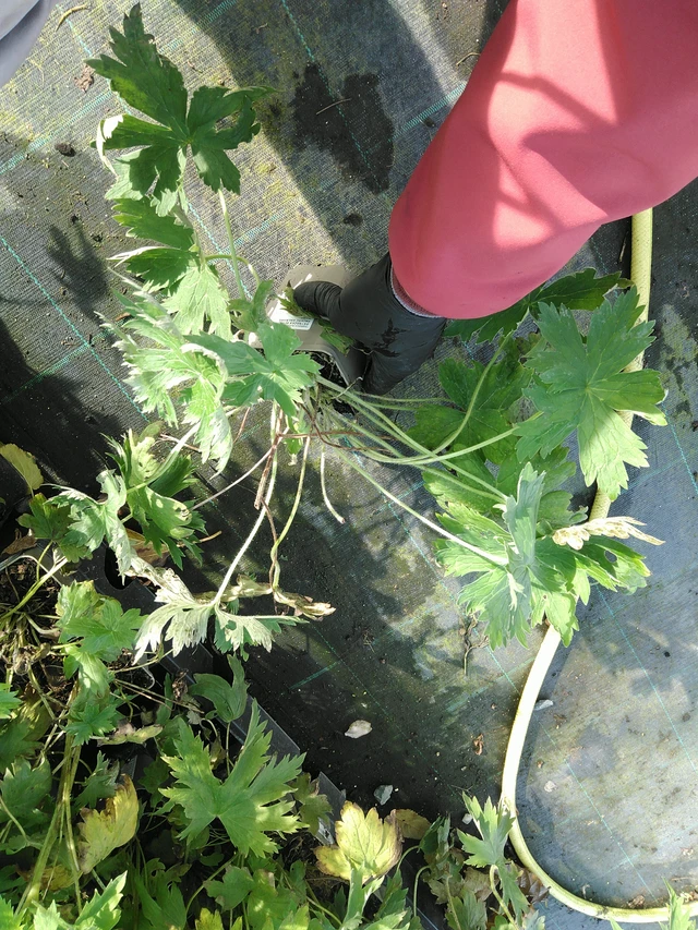 Jaloritarinkannus Magic Fountains Pure White - 31. 10. 2025