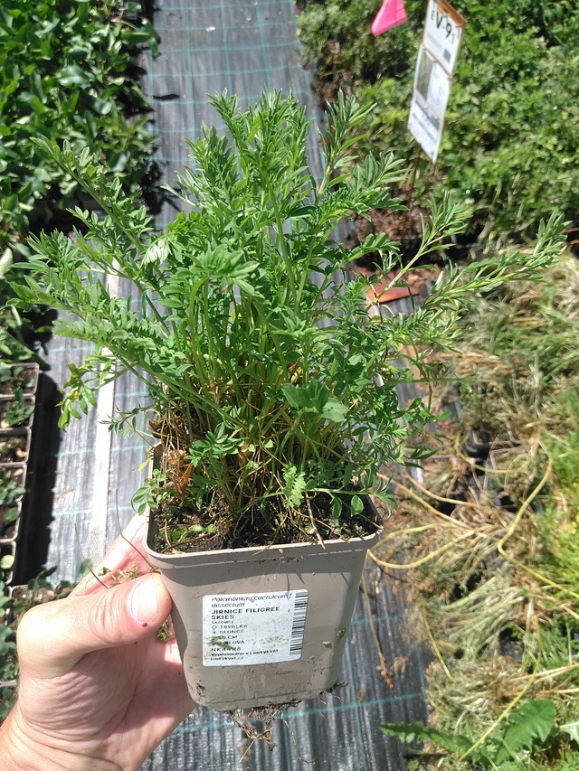 Sinilatva Filigree Skies - 24. 6. 2025