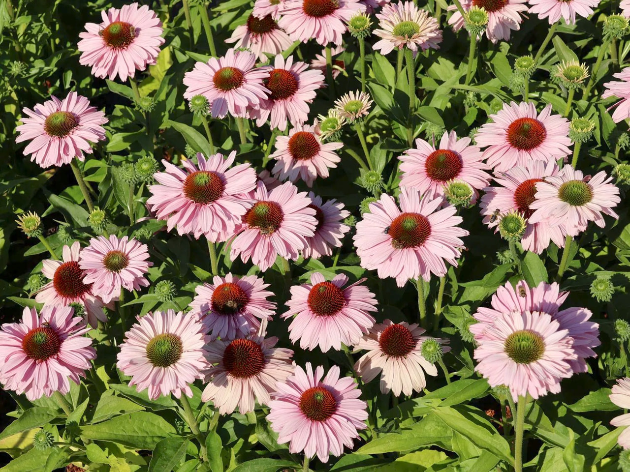 Echinacea SunSeekers Blush, Loukykvět