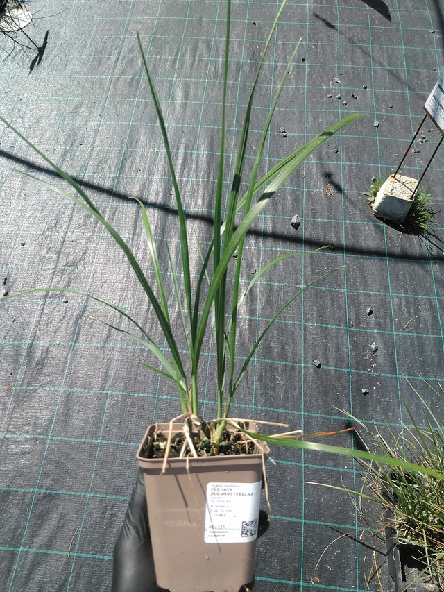 Unkarinlupaheinä - 19. 8. 2025