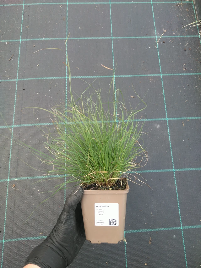 Moskiittoruoho - 10. 7. 2025