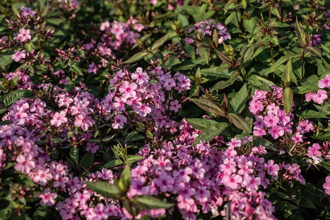 Leimu Sweet Summer Melody, Loukykvět