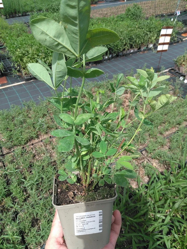 Revonpapu Sunrise - 24. 6. 2025