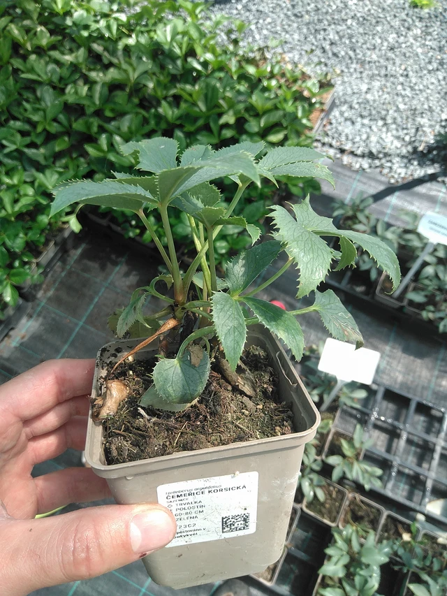 Korsikanjouluruusu - 24. 6. 2025