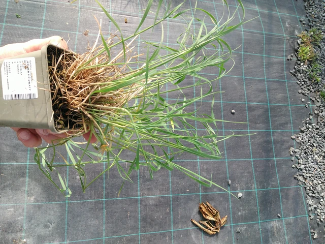 Partaohra Ricky - 24. 6. 2025