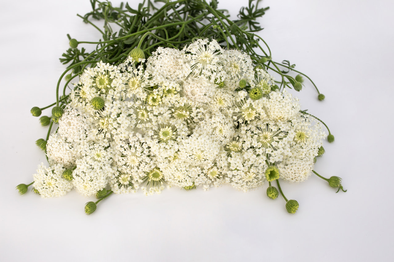 Sinipitsikukka Lacy White, Loukykvět