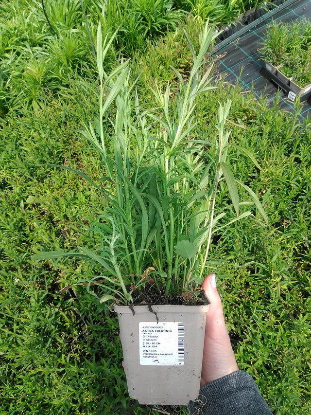 Asteri Erlkönig - 9. 6. 2025