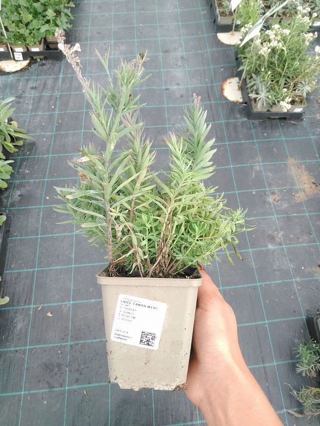 Purppurakannusruoho Canon Went - 10. 9. 2025