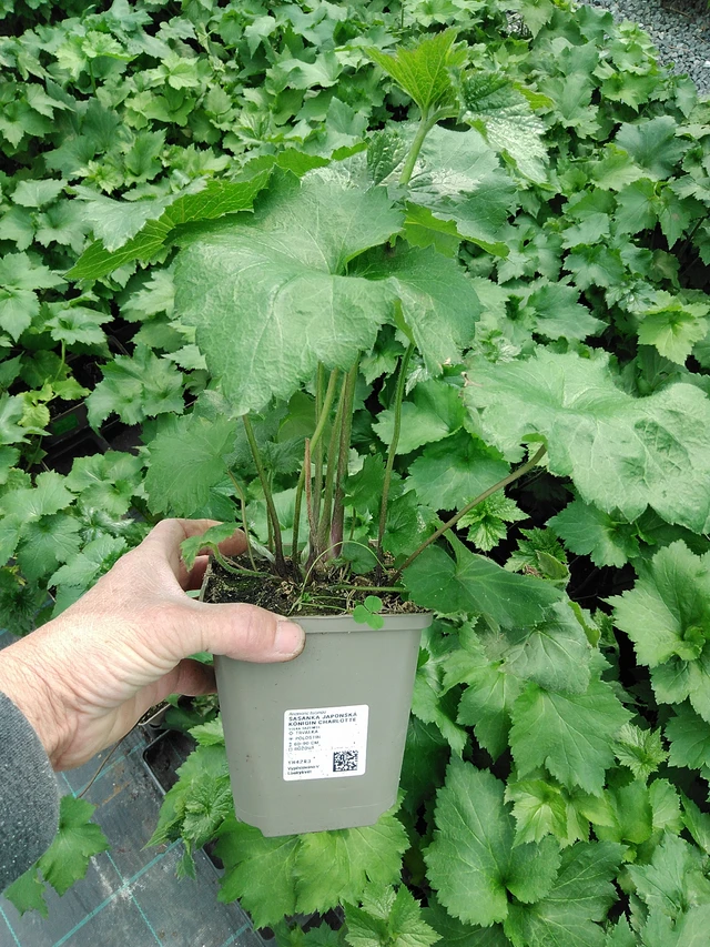 Syysvuokko Königin Charlotte - 9. 6. 2025