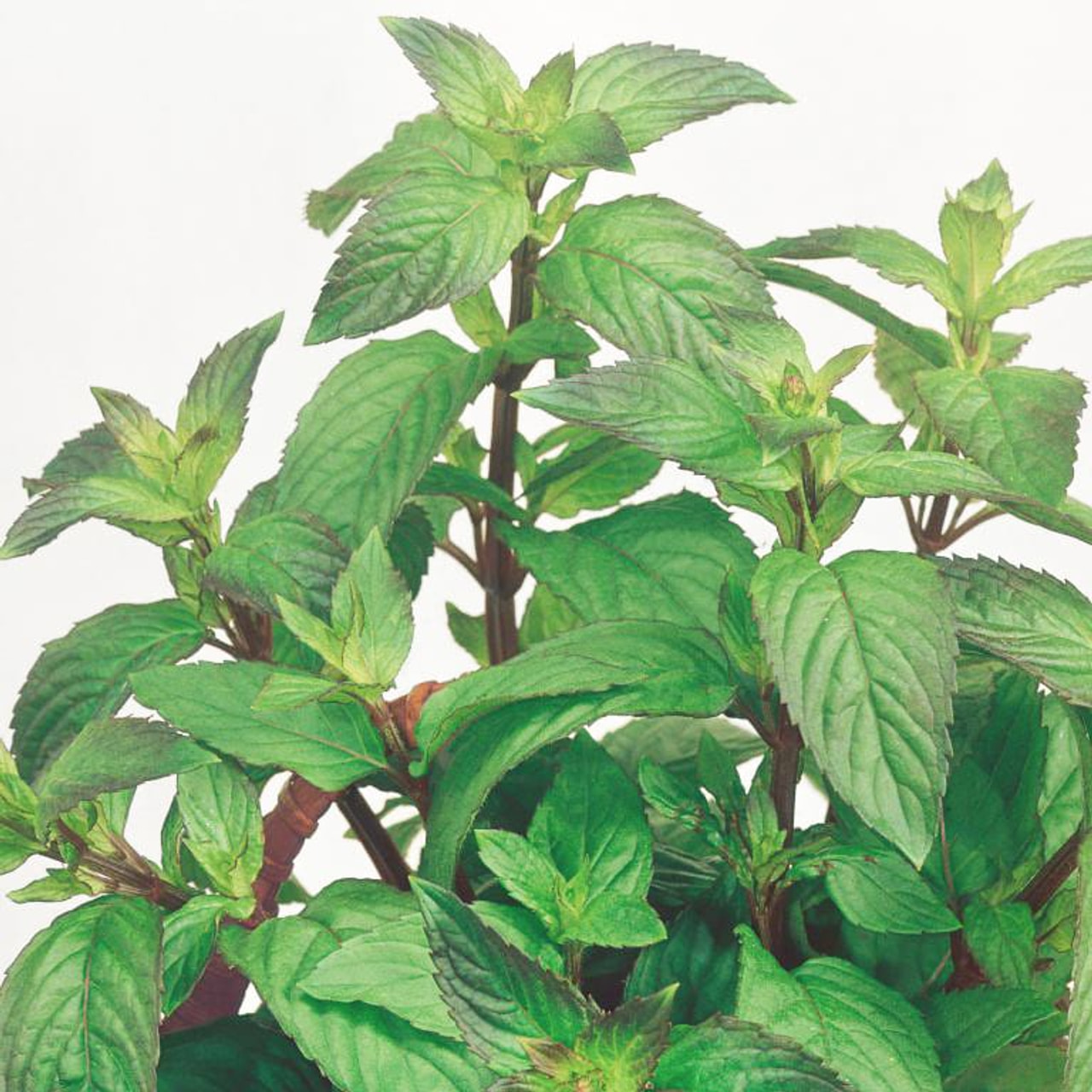 Thaiminttu, Loukykvět