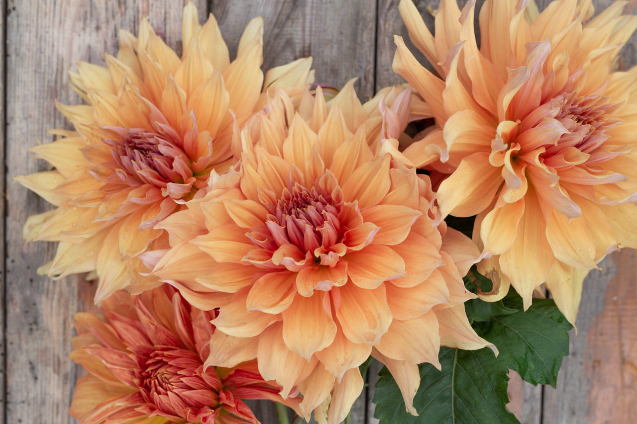 Daalia Mango Madness, Loukykvět