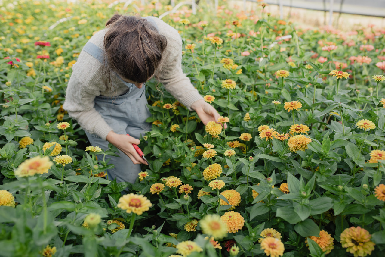 Tsinnia Queen Lemon Peach, Loukykvět