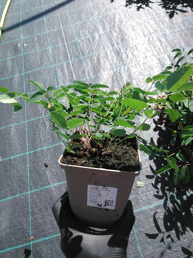 Luppio Pieters - 19. 8. 2025