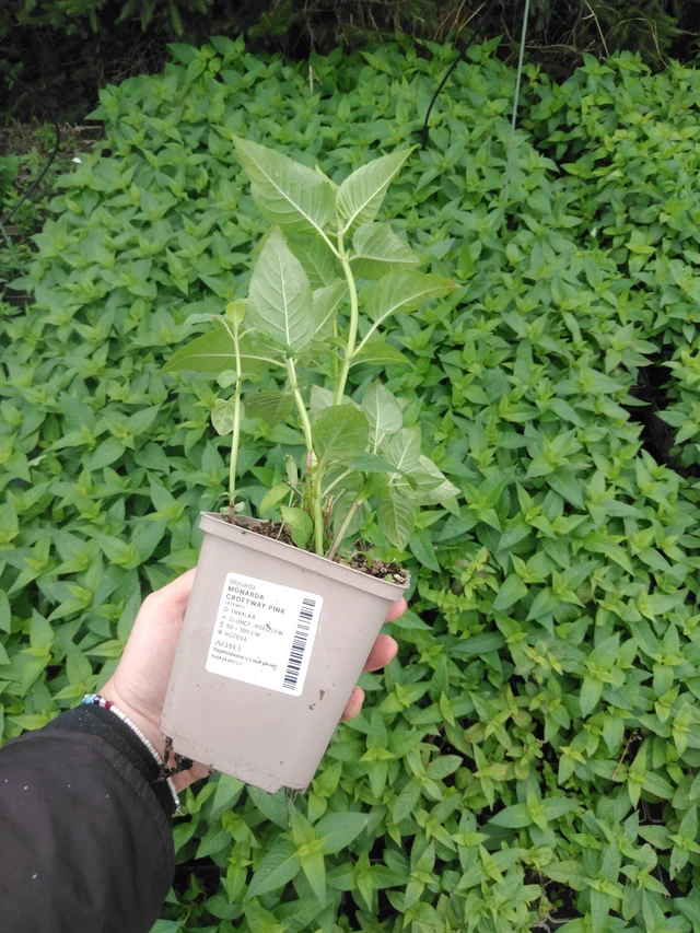 Väriminttu Prärienacht - 2024