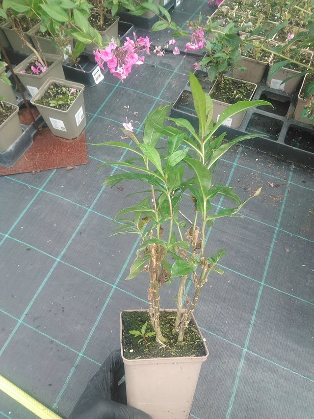 Syysleimu Sweet Summer Fragrance - 10. 9. 2025