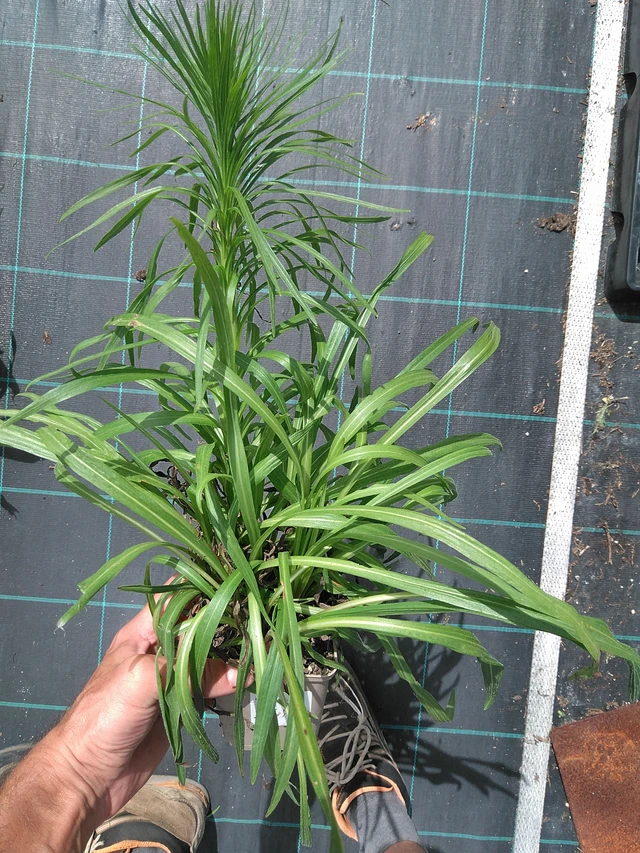 Punatähkä - 24. 6. 2025