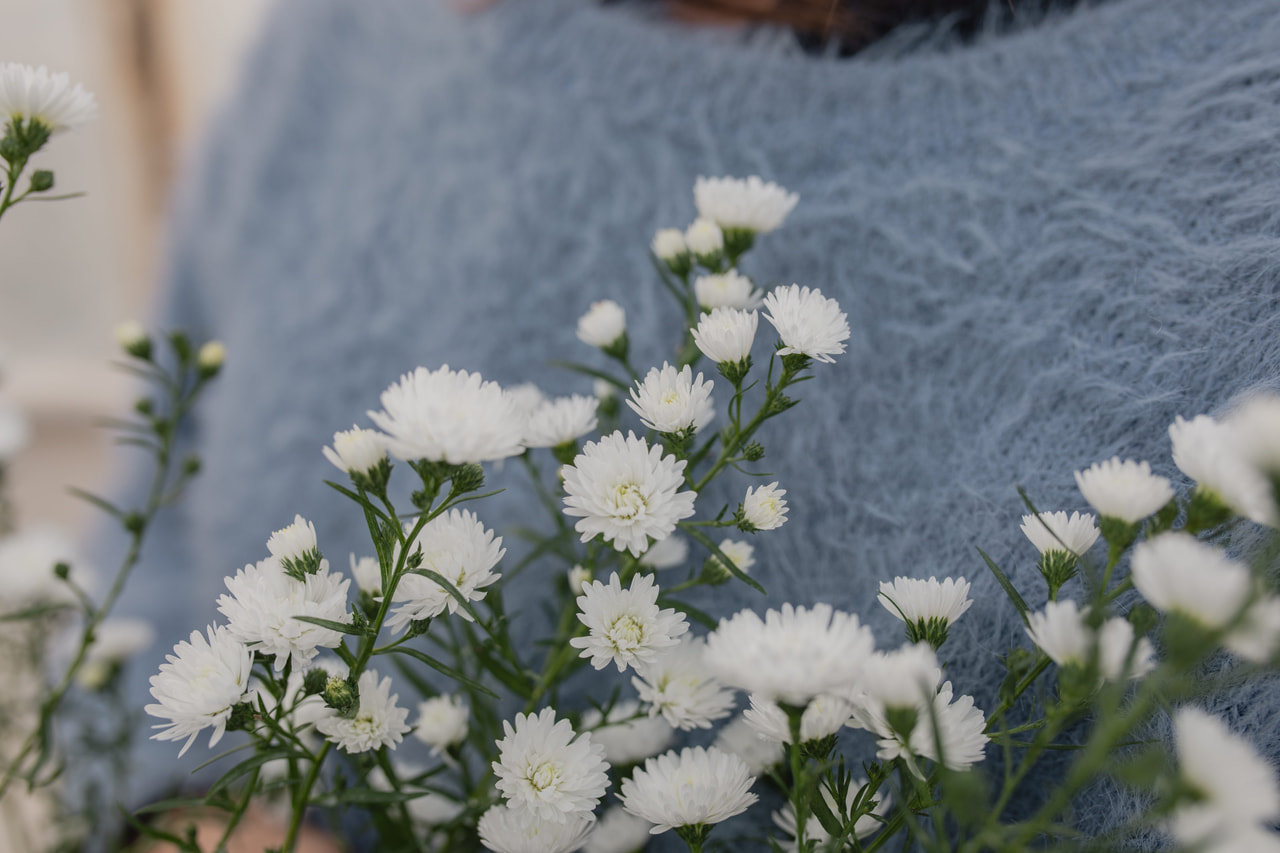 Asteri Cassy, Loukykvět