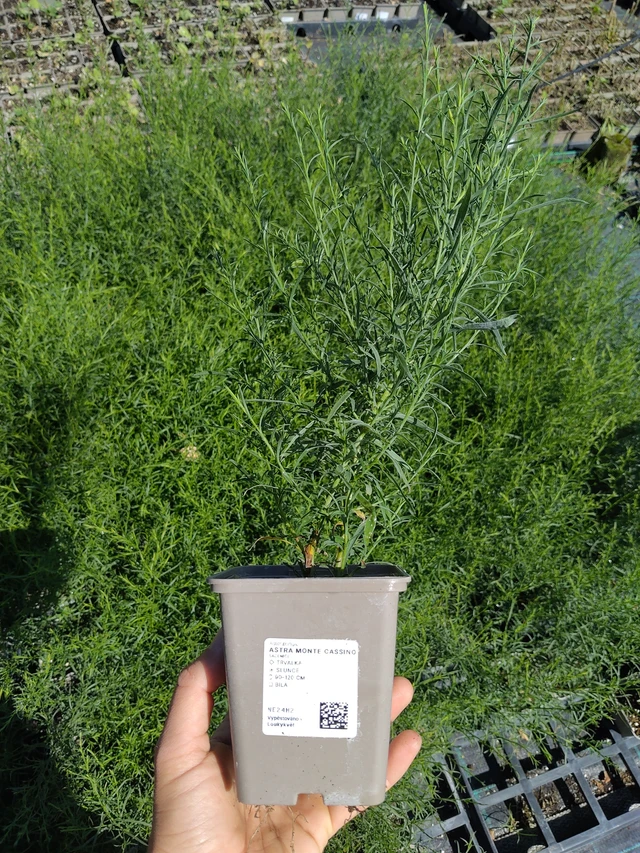 Aster Monte Cassino - 12. 8. 2026