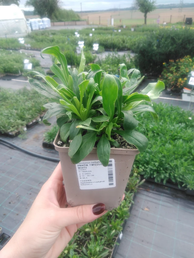 Partakello Twizzle White - 2024