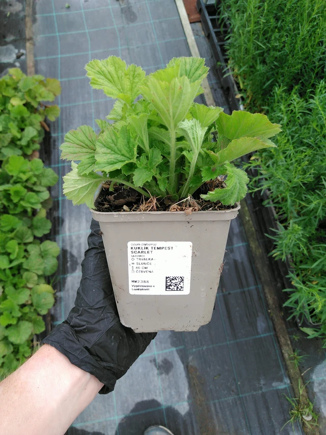 Geum Tempest Scarlet - 10. 9. 2025