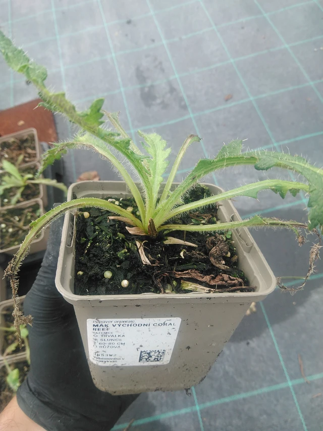 Idänunikko Coral Reef - 10. 9. 2025