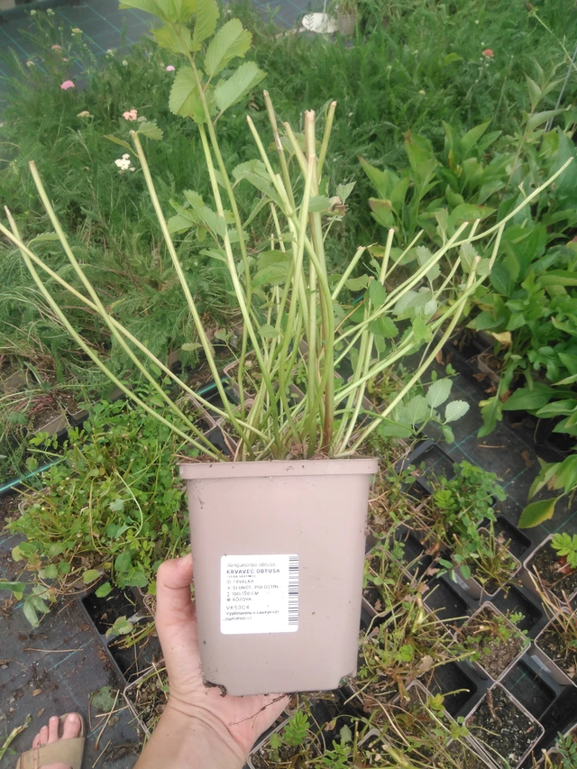 Japaninluppio - 2024