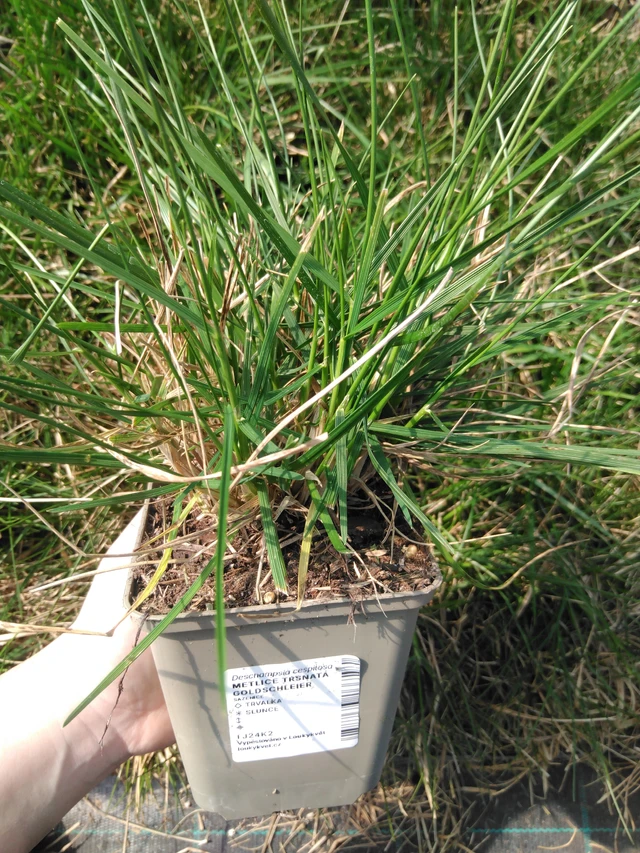 Metlice trsnatá Goldschleier - 3. 4. 2025