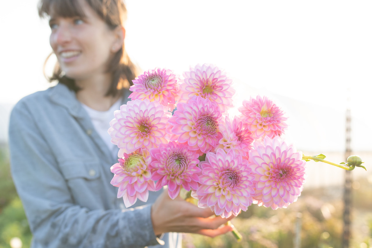 Dalia Arbatax, Loukykvět