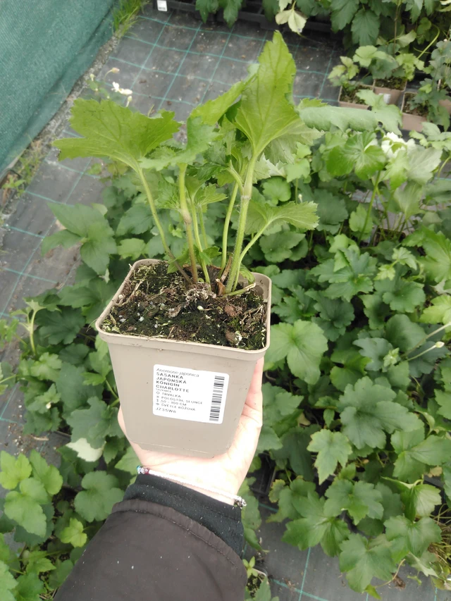 Syysvuokko Königin Charlotte - 2024