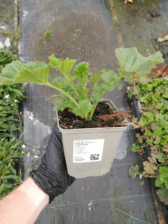 Kellukka Totally Tangerine - 10. 9. 2025