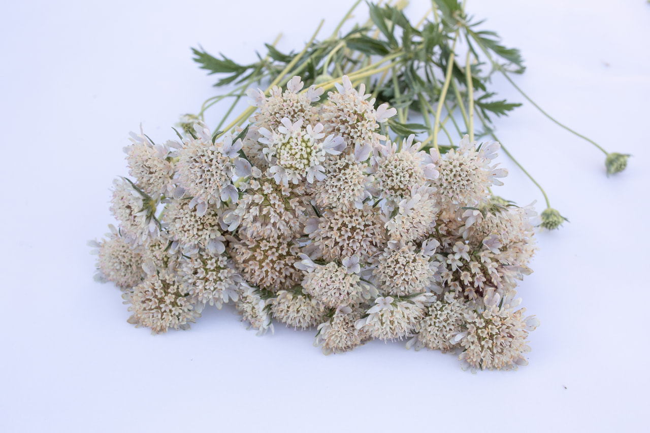 Tähtitörmäkukka, Loukykvět