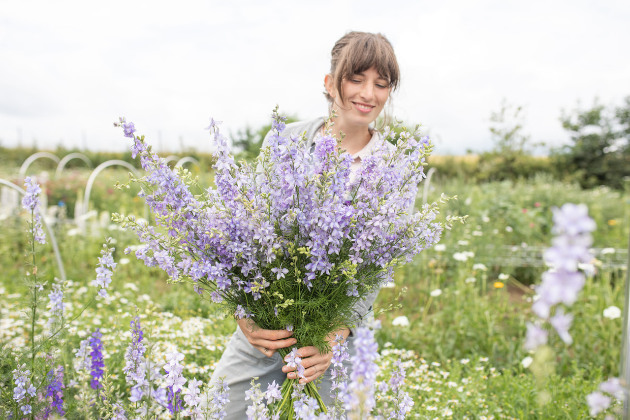 Larkspur QIS Light Blue, Loukykvět