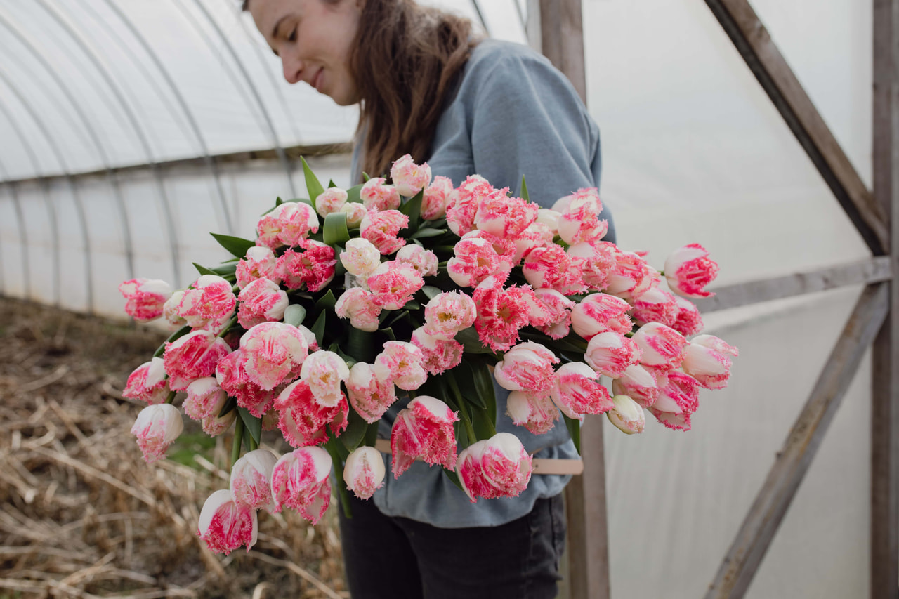 Tulppaani Neglige, Loukykvět