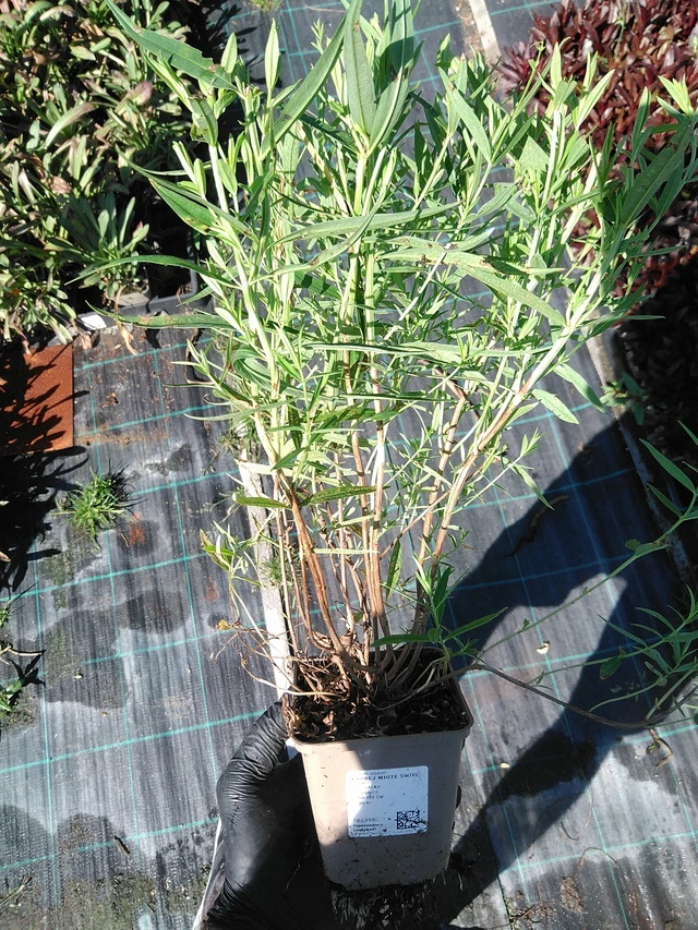 Rantakukka White Swirl - 19. 8. 2025