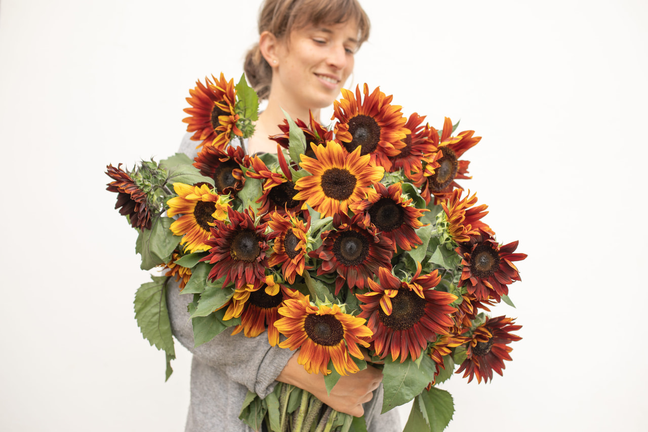 Zonnebloem Claret, Loukykvět