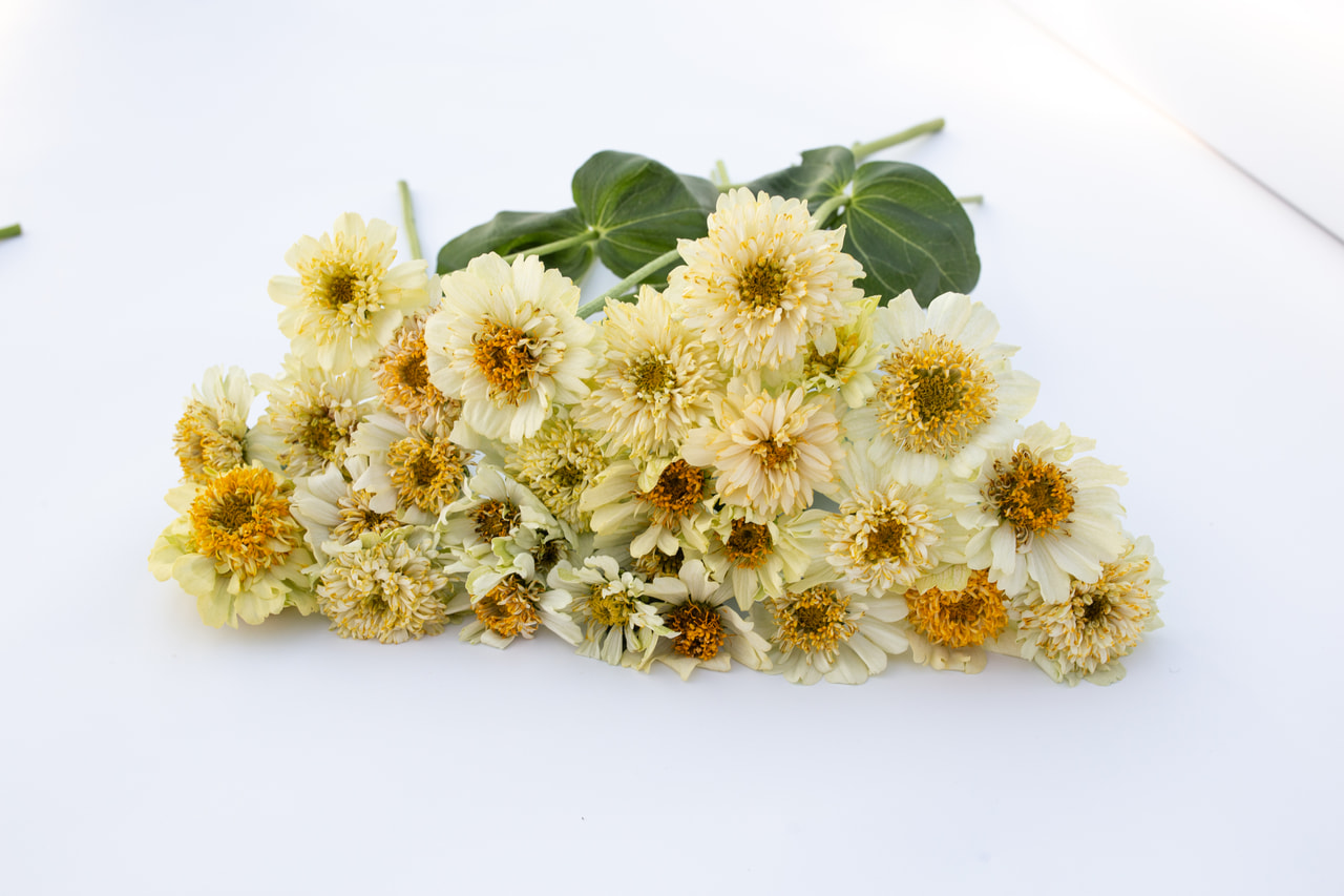 Zinnia Cresto Cream, Loukykvět