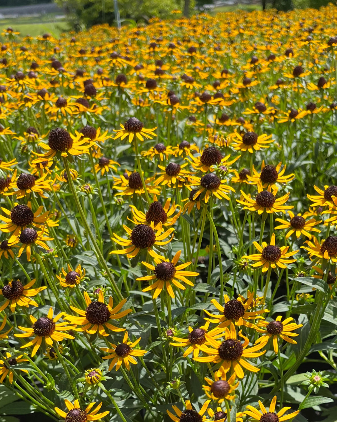 Rudbekija Little Goldstar, Loukykvět
