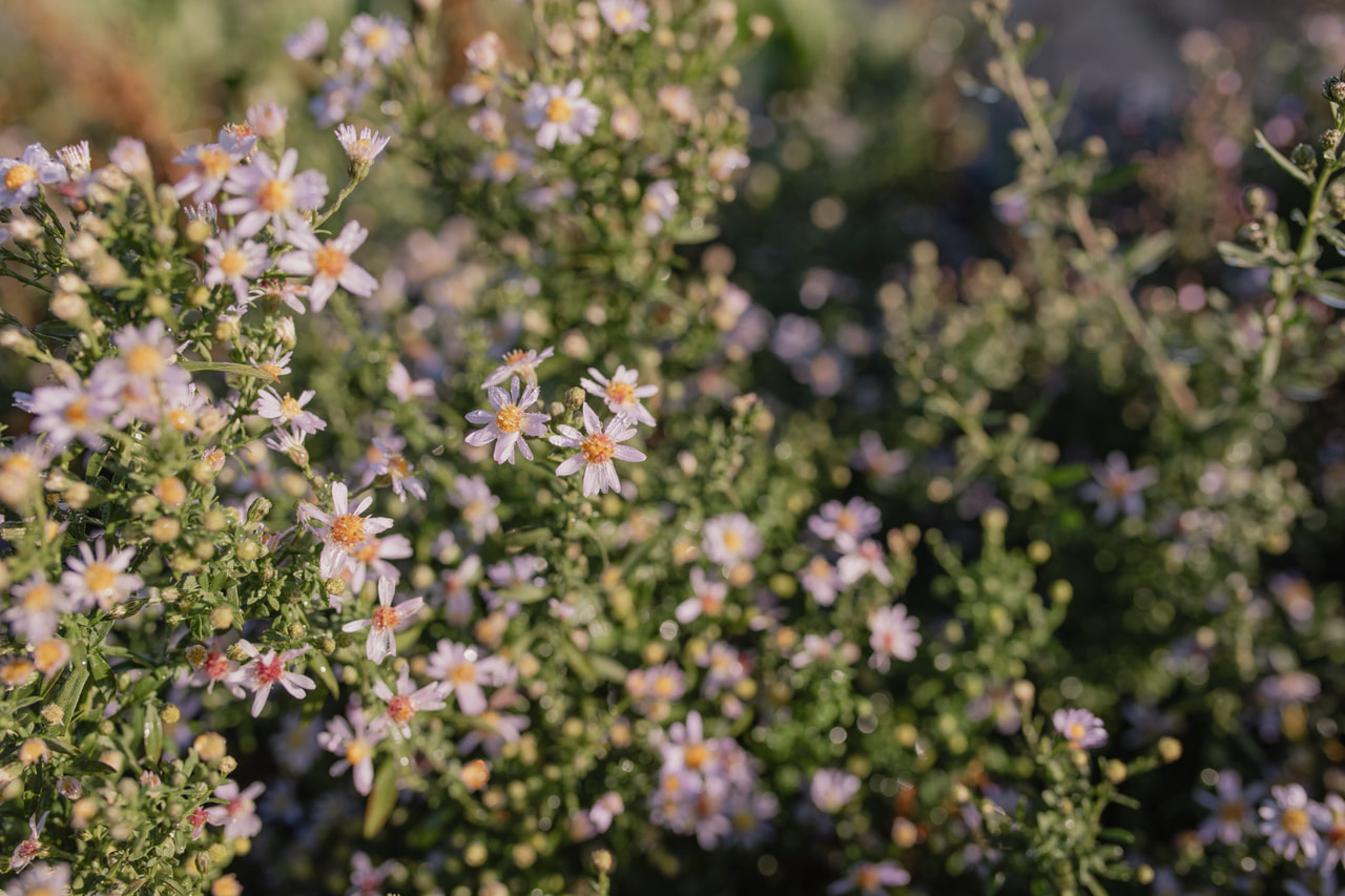 Asteri Erlkönig, Loukykvět