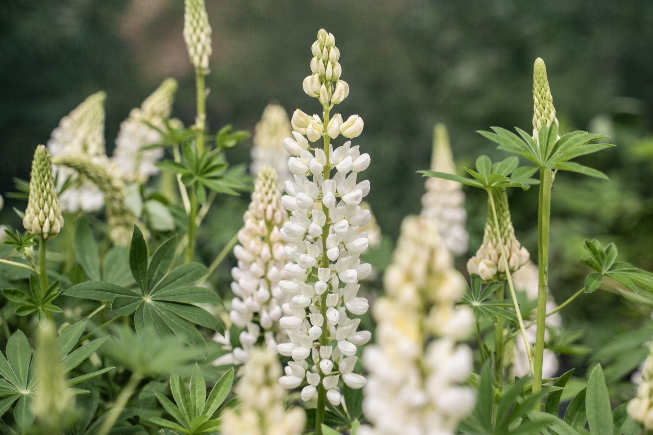 Lupino Gallery White, Loukykvět