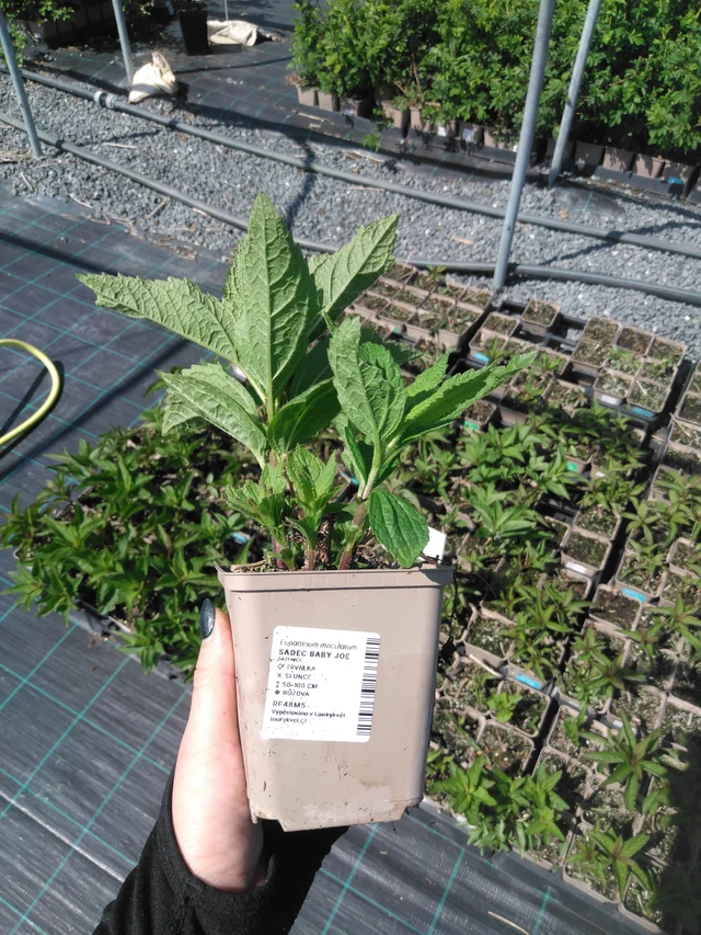 Punalatva Baby Joe - 13. 5. 2025