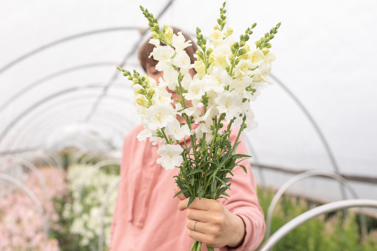 Leijonankita Frappe White, Loukykvět